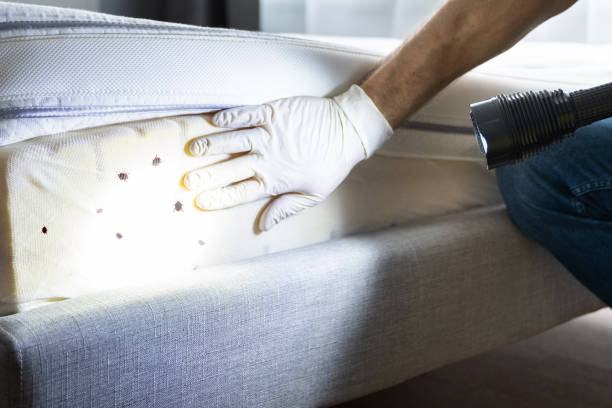 Reliable Waverly, MI Pest Control Solutions