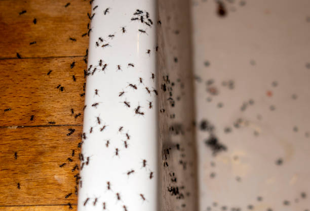 Pest Control Cost in Waverly, MI