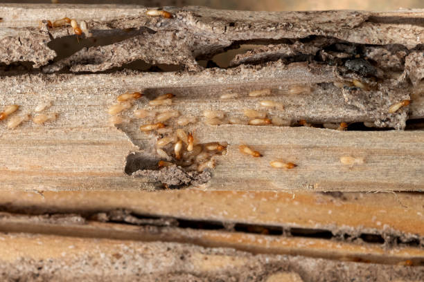 Best Pest Removal Services  in Waverly, MI
